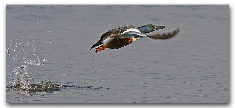 Canard souchet envol 3-1_modifié-3.jpg