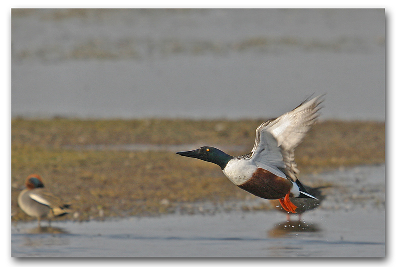 Canard souchet envol 6 copie.jpg