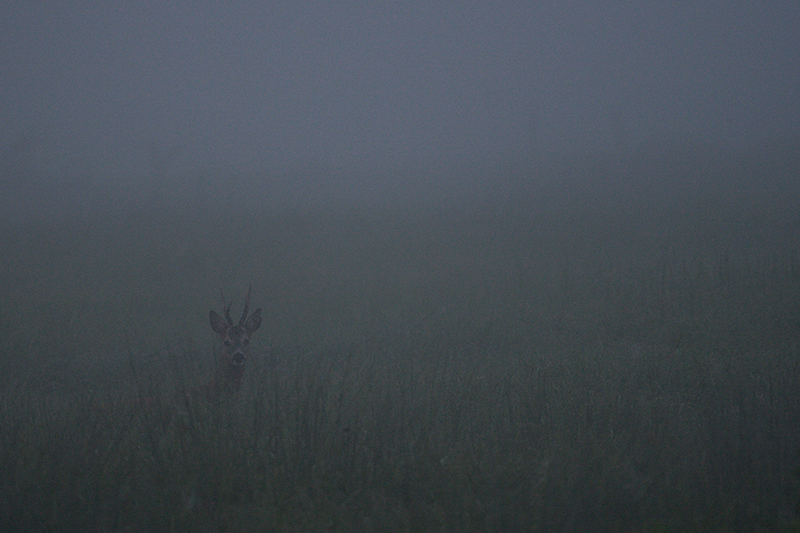 chevreuil_pluie.jpg