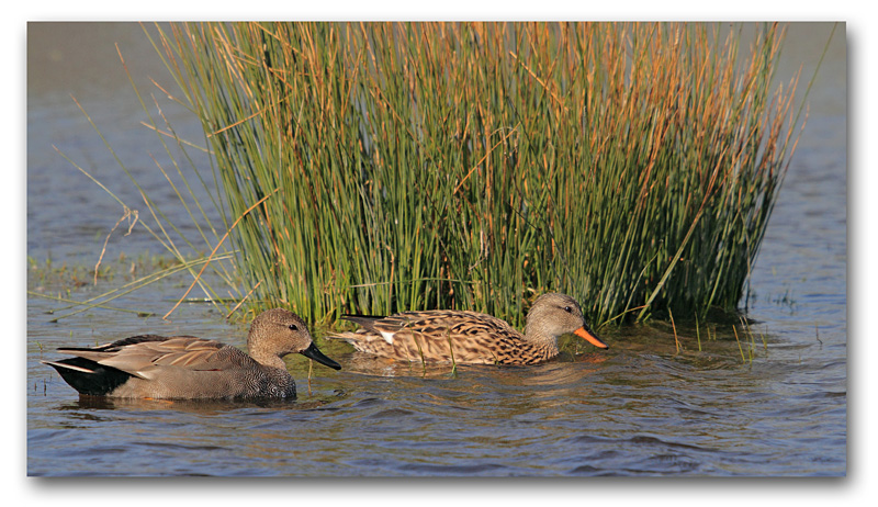 canard chipeau couple 9 copie.jpg