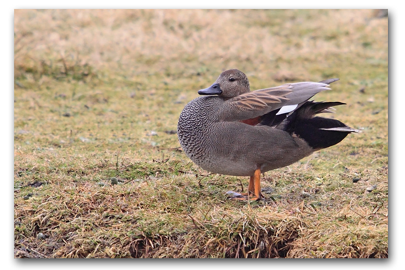 canard chipeau M 7 copie.jpg