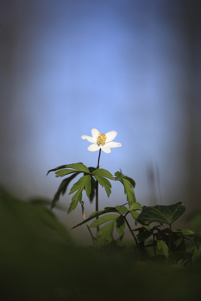 0233-Anémones des bois dans le bois de Buire.JPG