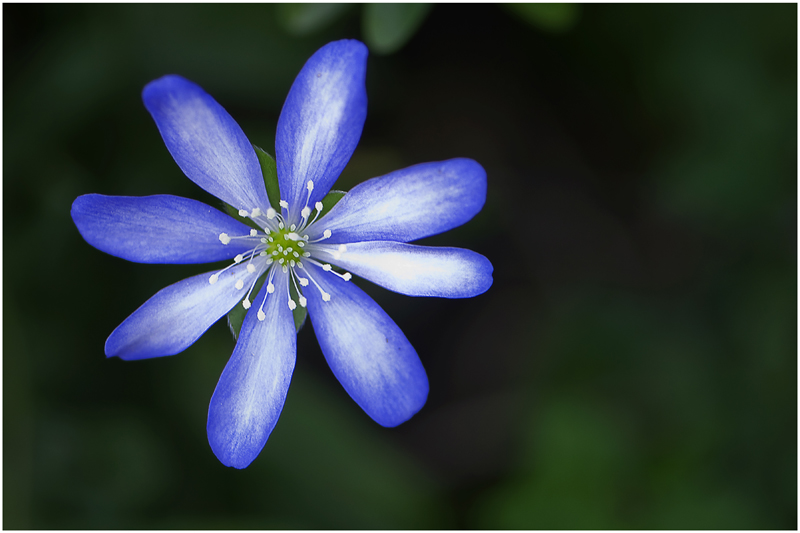 Anémone hépathique-3.jpg