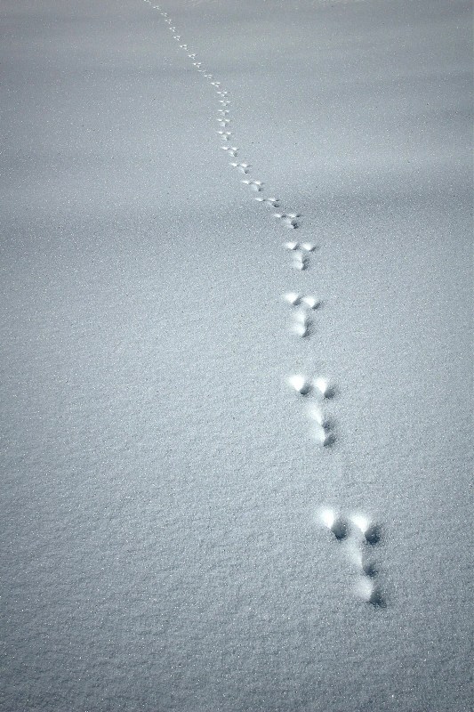 IMG_1090 - Copie.JPG