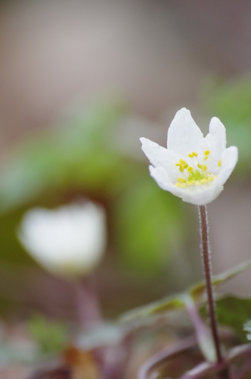 ANEMONE2 - Copie.jpg