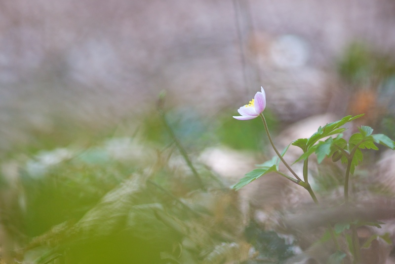 anémone sylvie.jpg