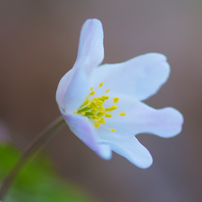 anémone sylvie (1).jpg