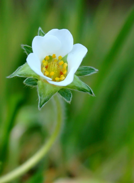 Anemone sylvie3 (471x640).jpg