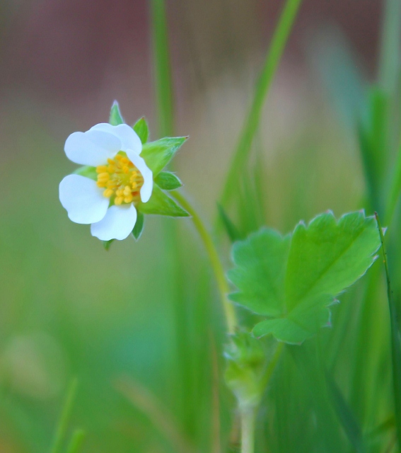 Anemone Sylvie (567x640).jpg