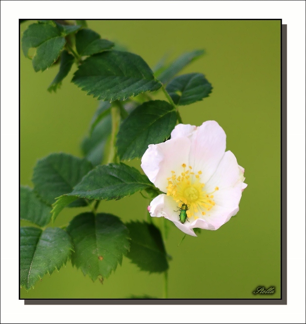 IMG_0663 (605x640).jpg