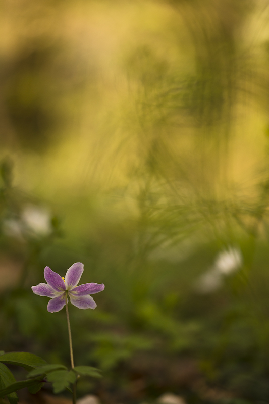anémone des bois.JPG