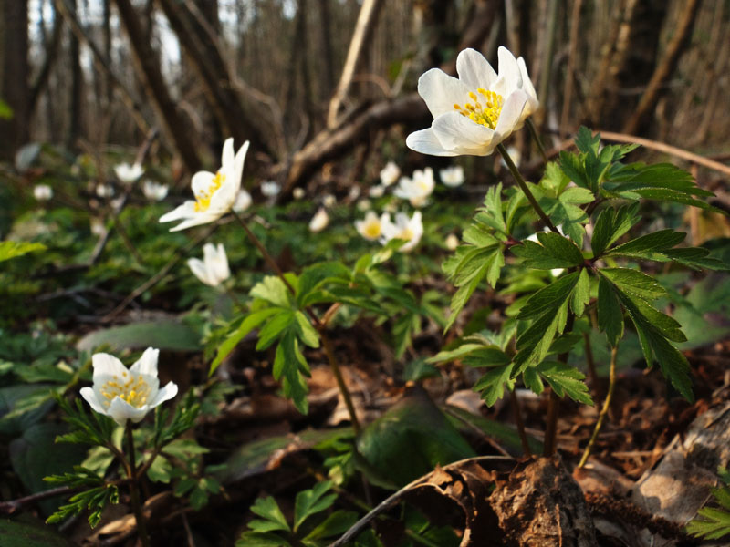 Anémone des bois.jpg