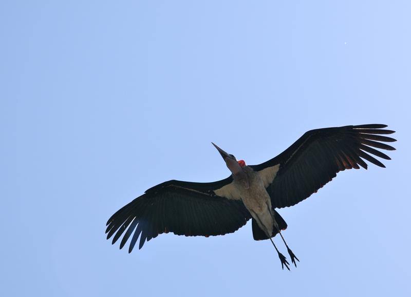 2012.08.13 23 Marabout.jpg