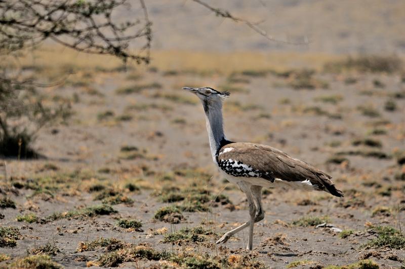 19-2012.08.14 49 Outarde de Kori.jpg