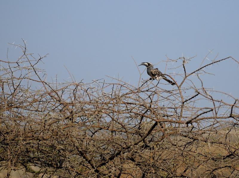21-2012.08.15 04 Calao à bec noir.jpg