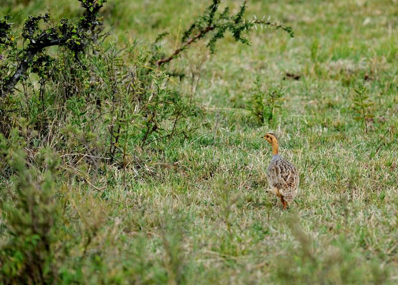 22-2012.08.15 21 francolin coqui.jpg