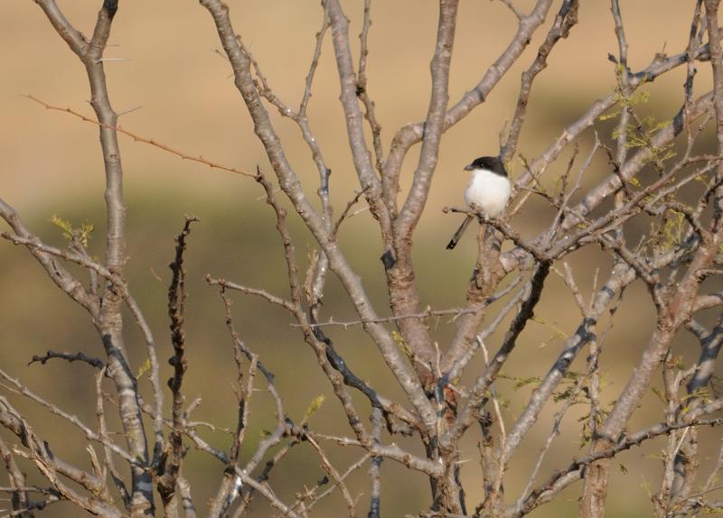 23-2012.08.15 44 Pie grièche fiscale.jpg