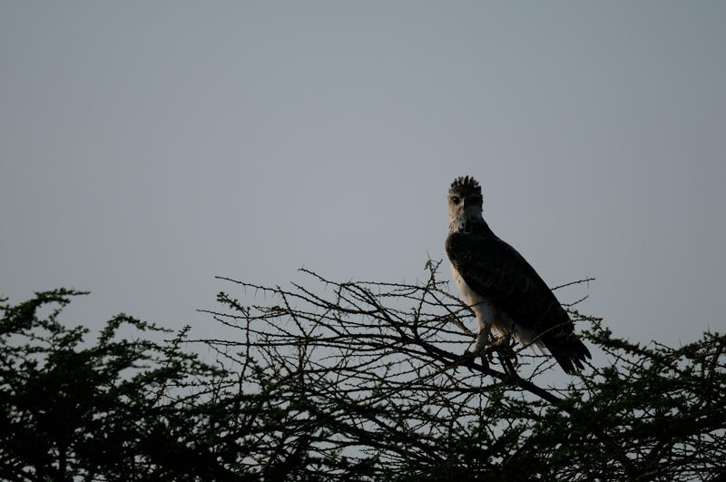 29-2012.08.16 09 Aigle martial.jpg