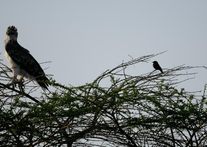 30-2012.08.16 14 David et Goliath.jpg