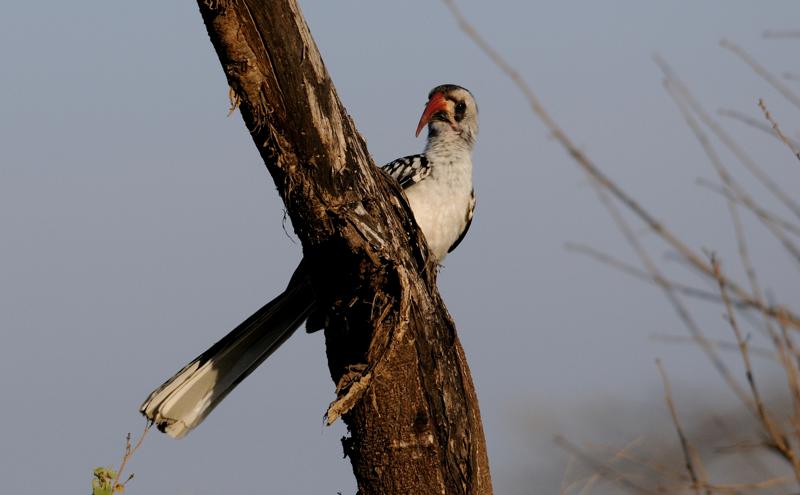 31-2012.08.16 18 Calao à bec rouge.jpg