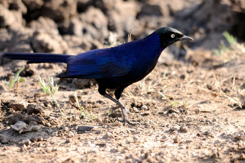 34-2012.08.16 49 Choucador de Rüppell.jpg