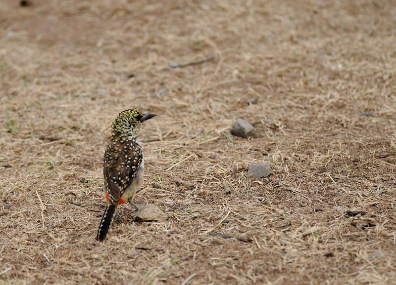 48-2012.08.16 134 Barbican d'Arnaud.jpg