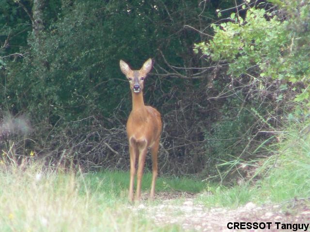 Copie de Copie de 1182570580.jpg