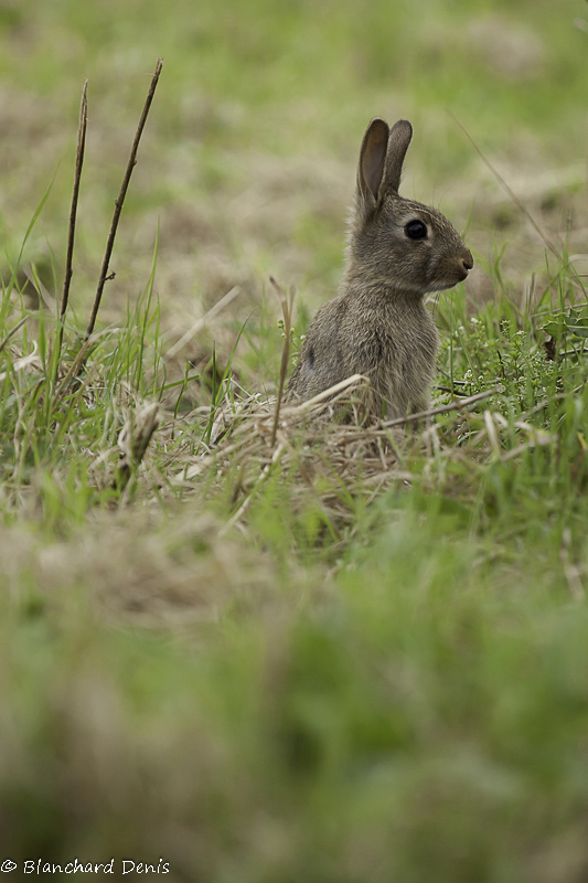 denis-blanchard-lapin-1.jpg