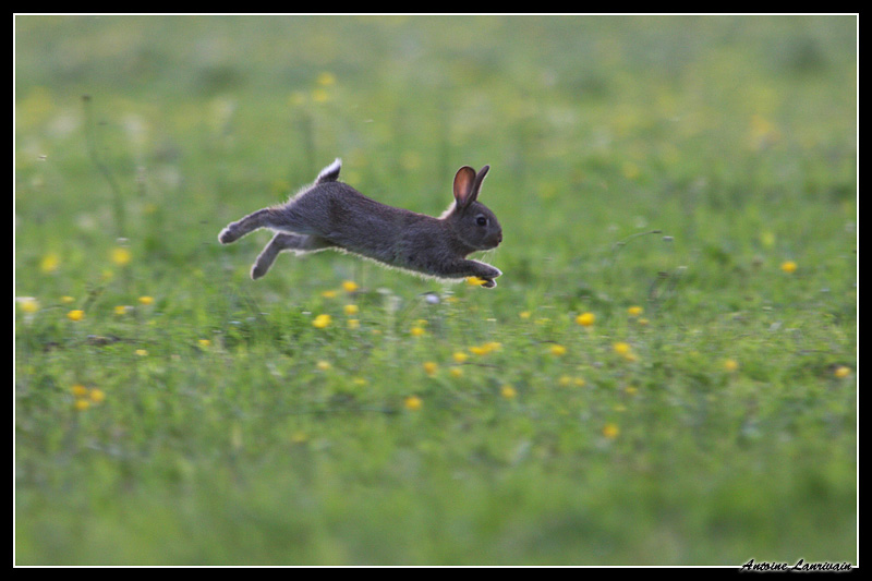 lapin de garenne 1.jpg