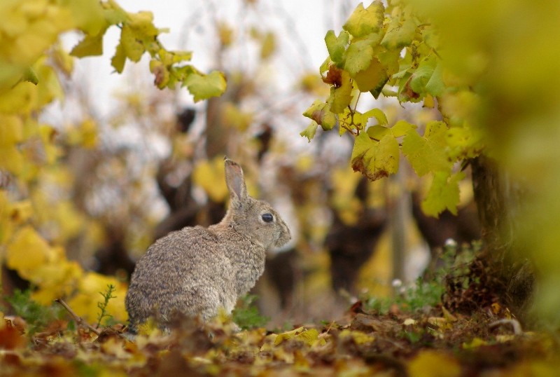 lapin vigne.jpg