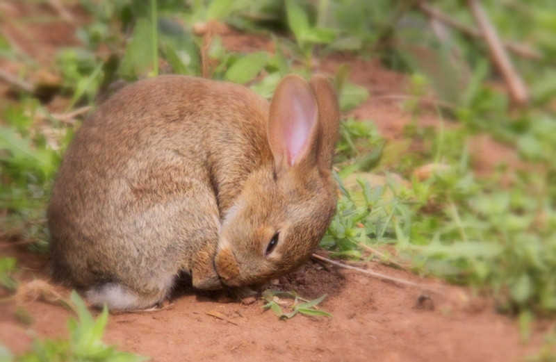toilette lapin.jpg