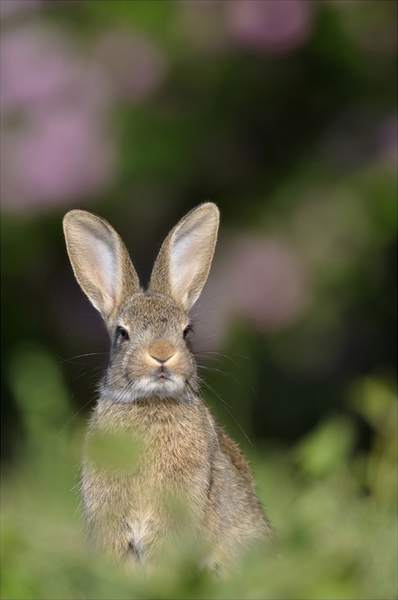 Lapins_055_600.jpg