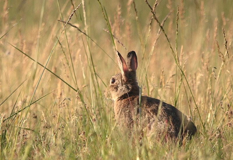 Lapin du soir.jpg
