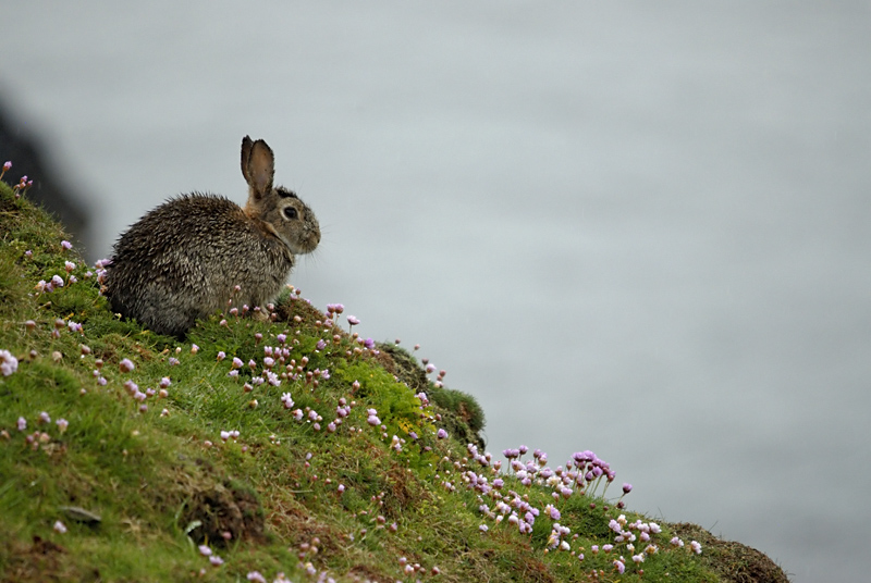 Lapin-Sumburgh-Shetland2010.jpg