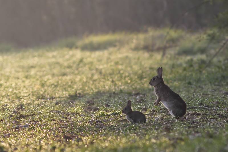 20100425-2010_04_25 122-redim800.jpg