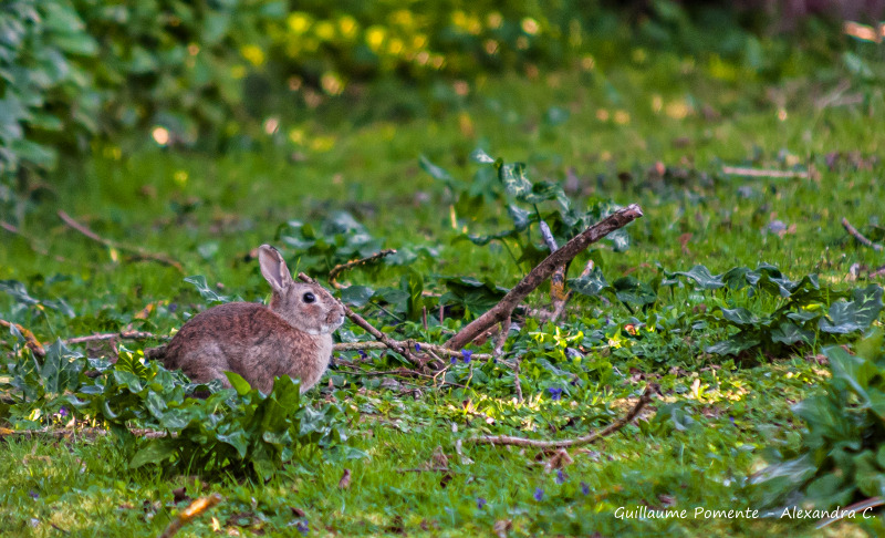 lapin2.jpg