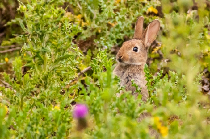 garenne 1a concours.jpg