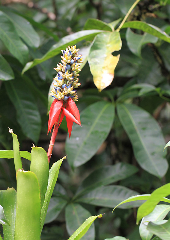 fleur arbre mangrove.jpg