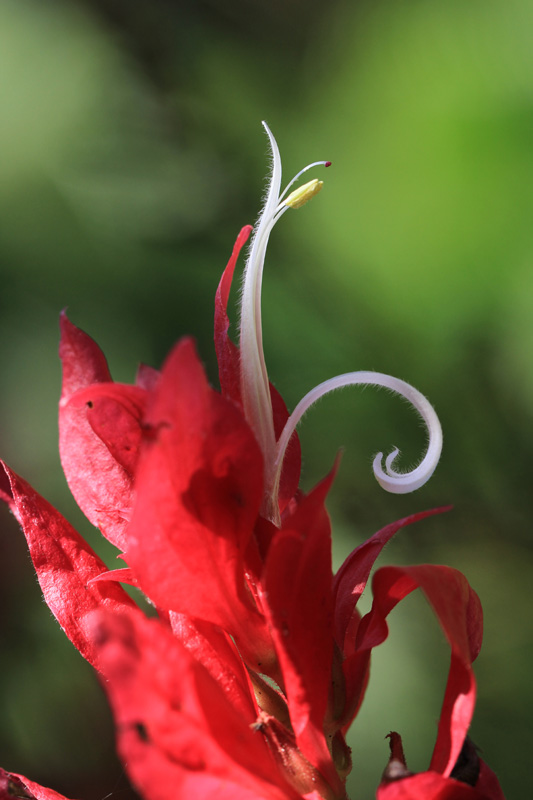 fleur guadeloupe 1.jpg