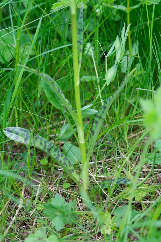 feuilles orchidée.jpg
