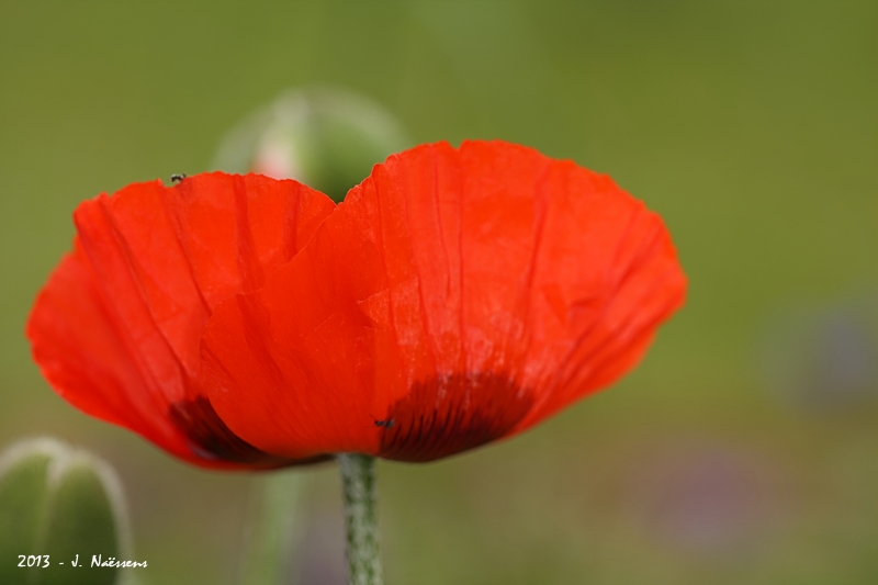 20130602_coquelicot_0022_w.jpg