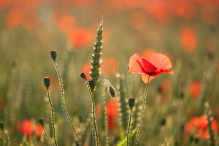 IMG_5969 coquelicots.JPG