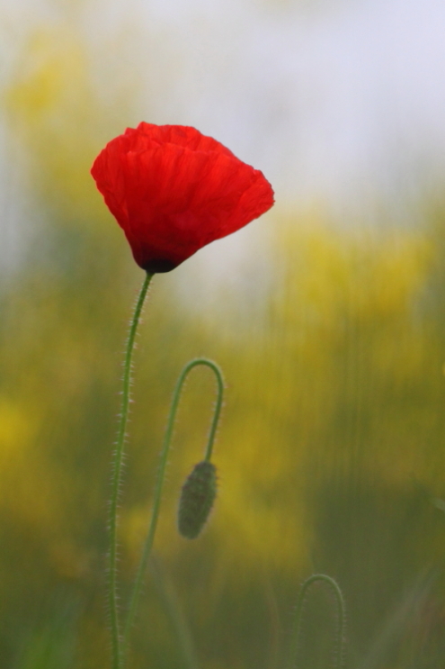 IMG_4331 coquelicots.JPG