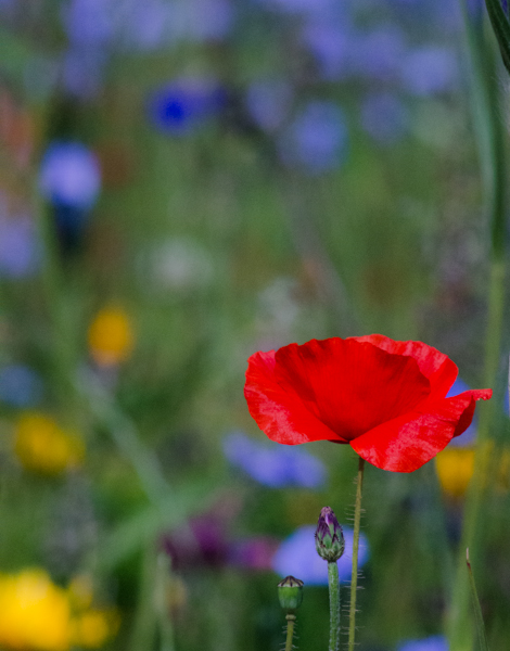 _DSC0007.jpg