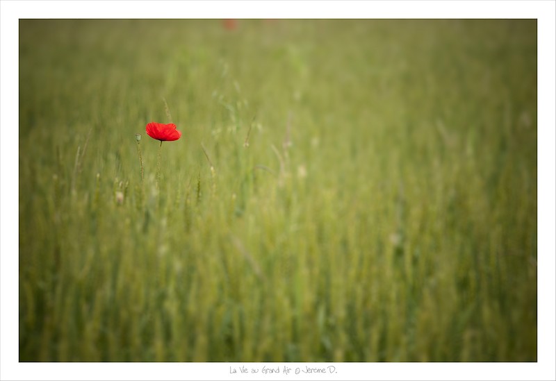 concours coquelicot.jpg