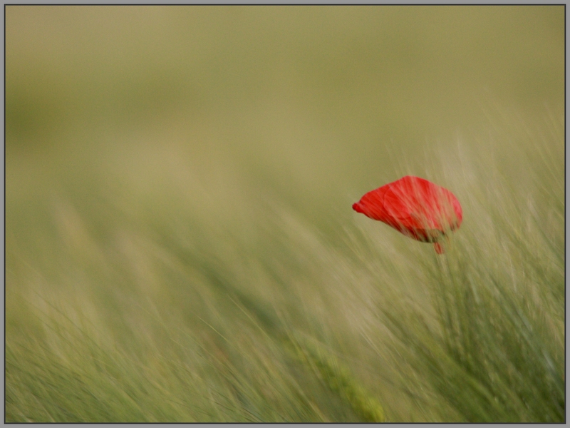 Coquelicot D2.JPG