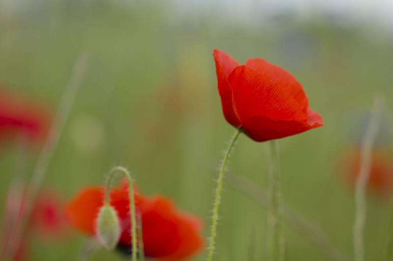 coquelicot 5.jpg