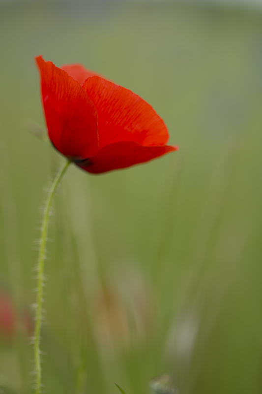 coquelicot 6.jpg