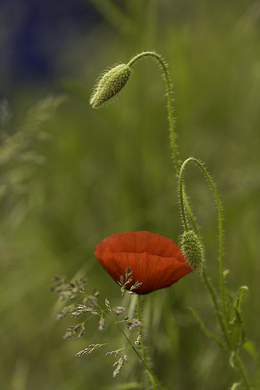 coquelicot01.jpg