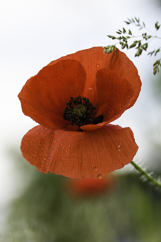 coquelicot04.jpg